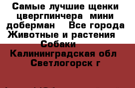 Самые лучшие щенки цвергпинчера (мини доберман) - Все города Животные и растения » Собаки   . Калининградская обл.,Светлогорск г.